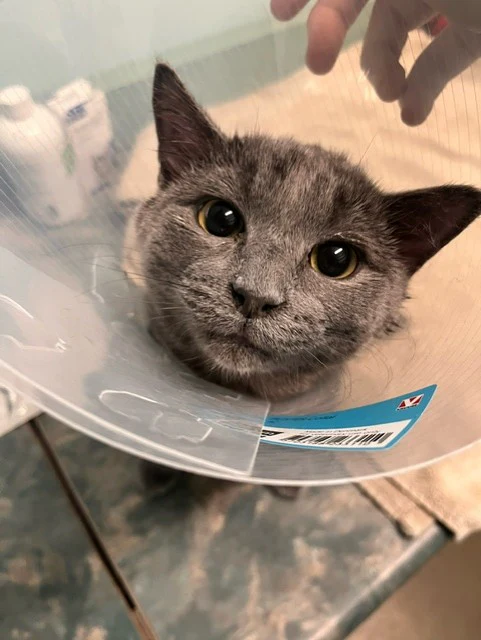 A day of care for an animal in Comox Valley