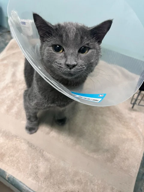 A day of care for an animal in Comox Valley - Image 2