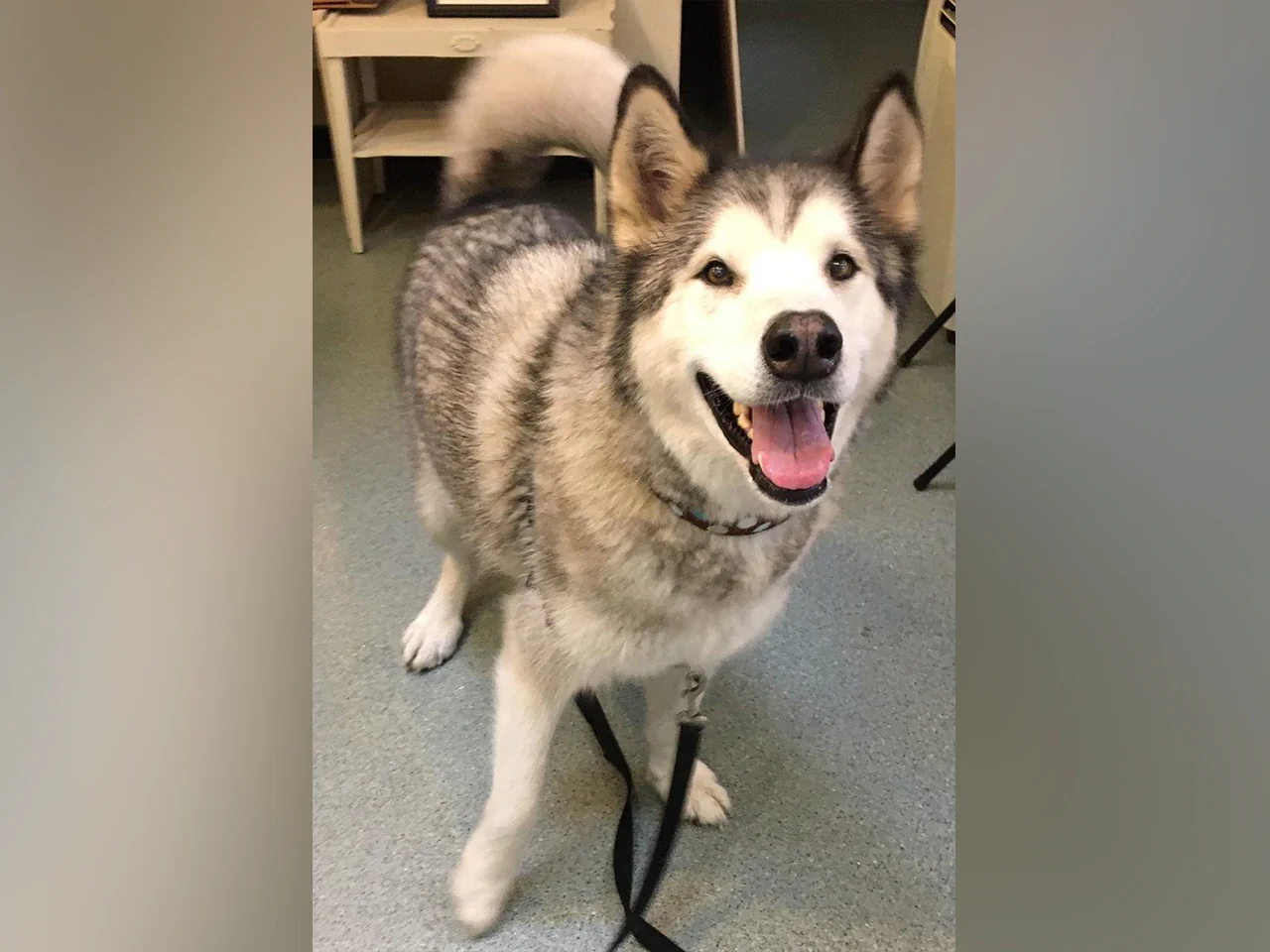 A day of care for an animal in Cowichan - Image 2