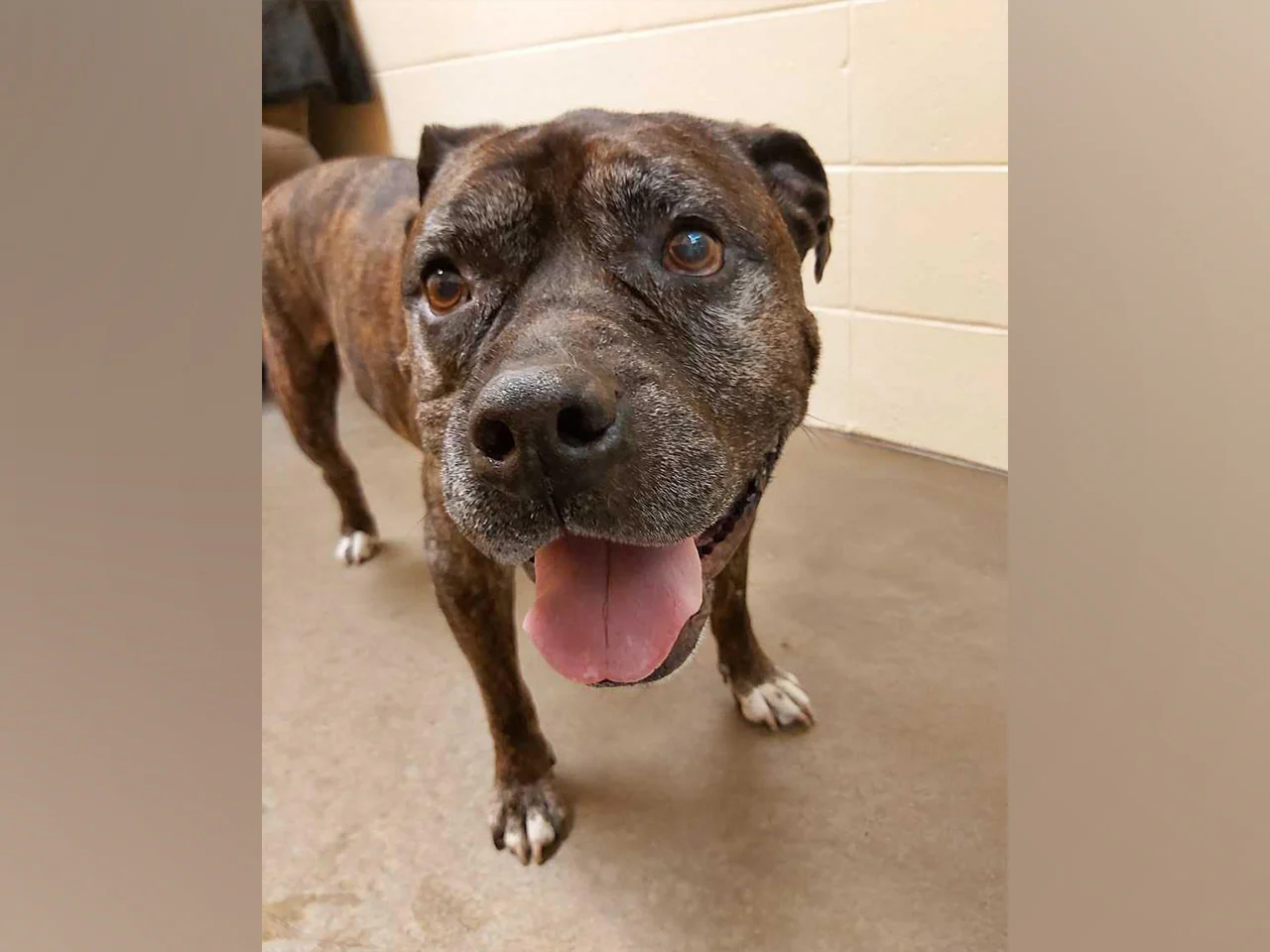 A day of care for an animal in Maple Ridge - Image 2