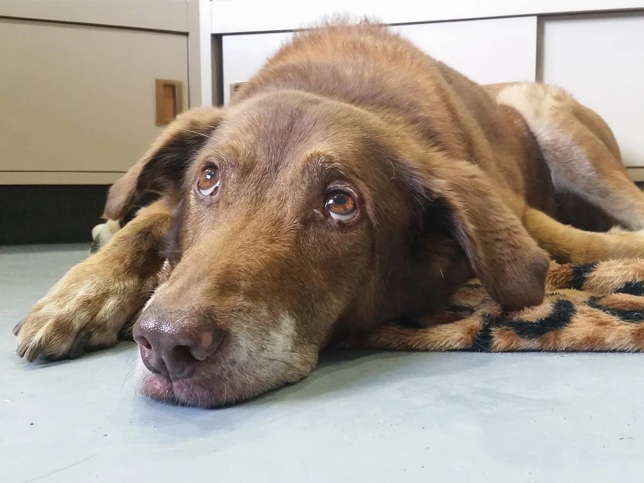 A day of care for an animal in qathet