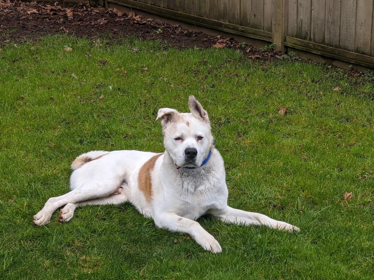 A day of care for an animal in South Okanagan/Similkameen - Image 2