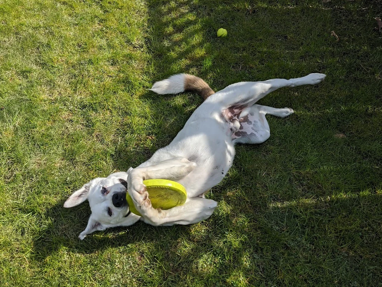 A day of care for an animal in South Okanagan/Similkameen - Image 3