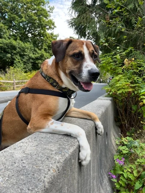 A day of care for an animal in West Vancouver - Image 2