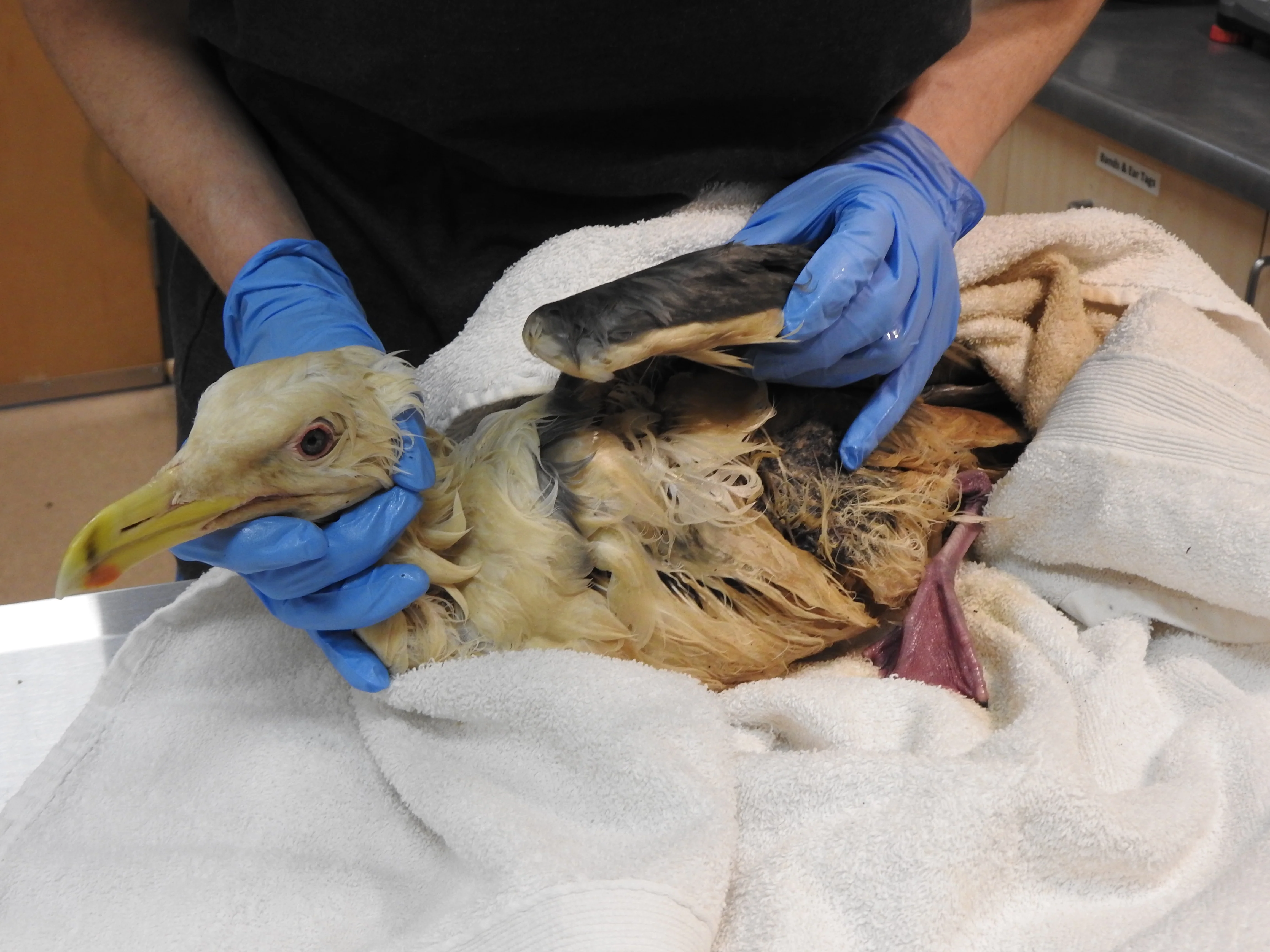 One day of oil spill aftercare for a bird - Image 3