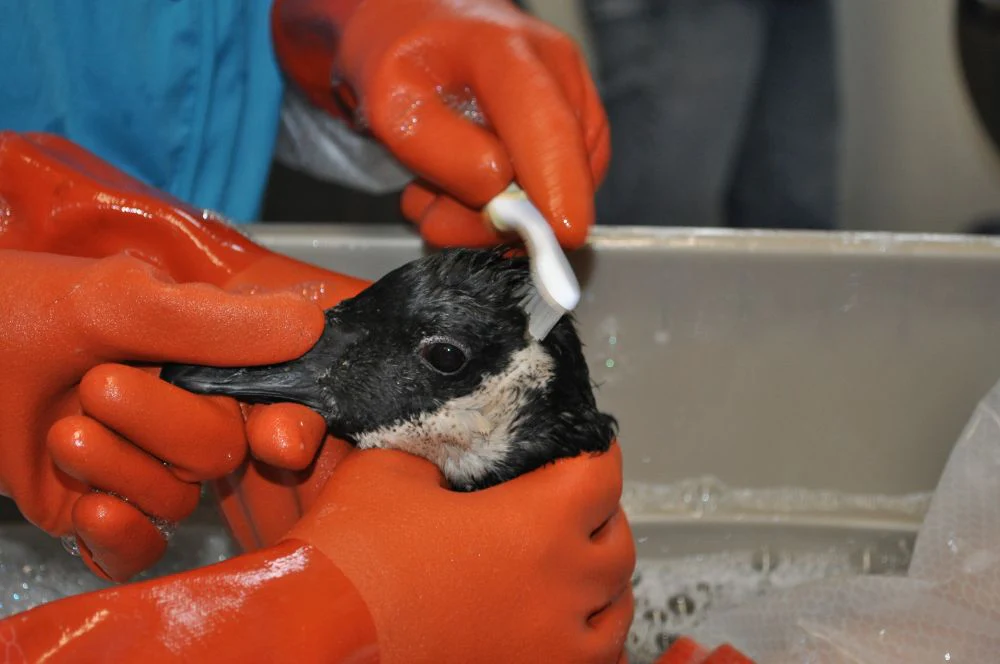 One day of oil spill aftercare for a bird - Image 4
