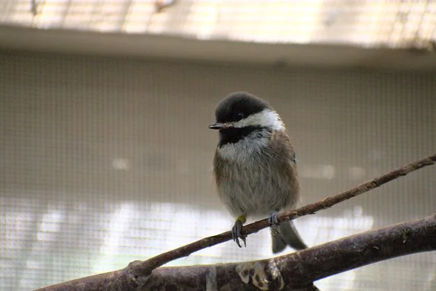 Adopt a bird | Symbolic adoptions - Image 3