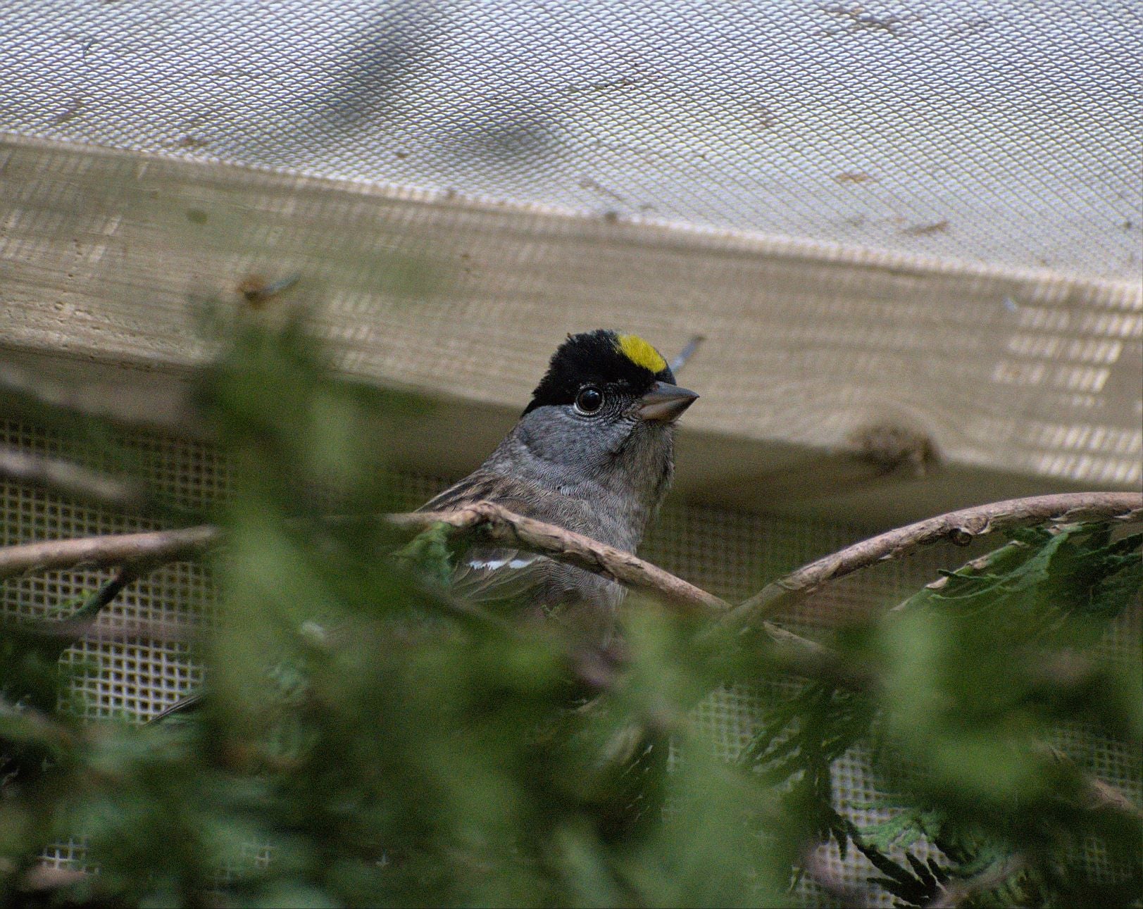 Adopt a bird | Symbolic adoptions - Image 4