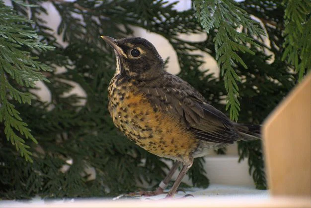 Adopt a bird | Symbolic adoptions - Image 5