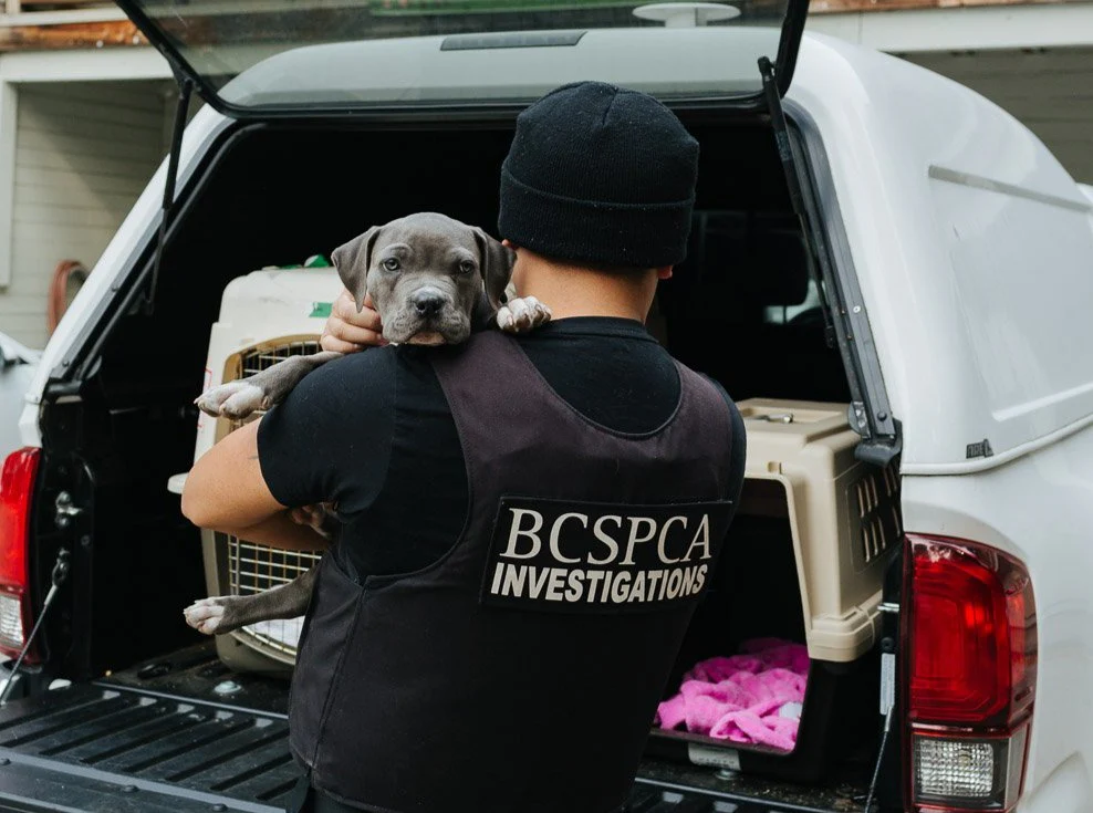 Animal Protection Investigation Support - Image 3