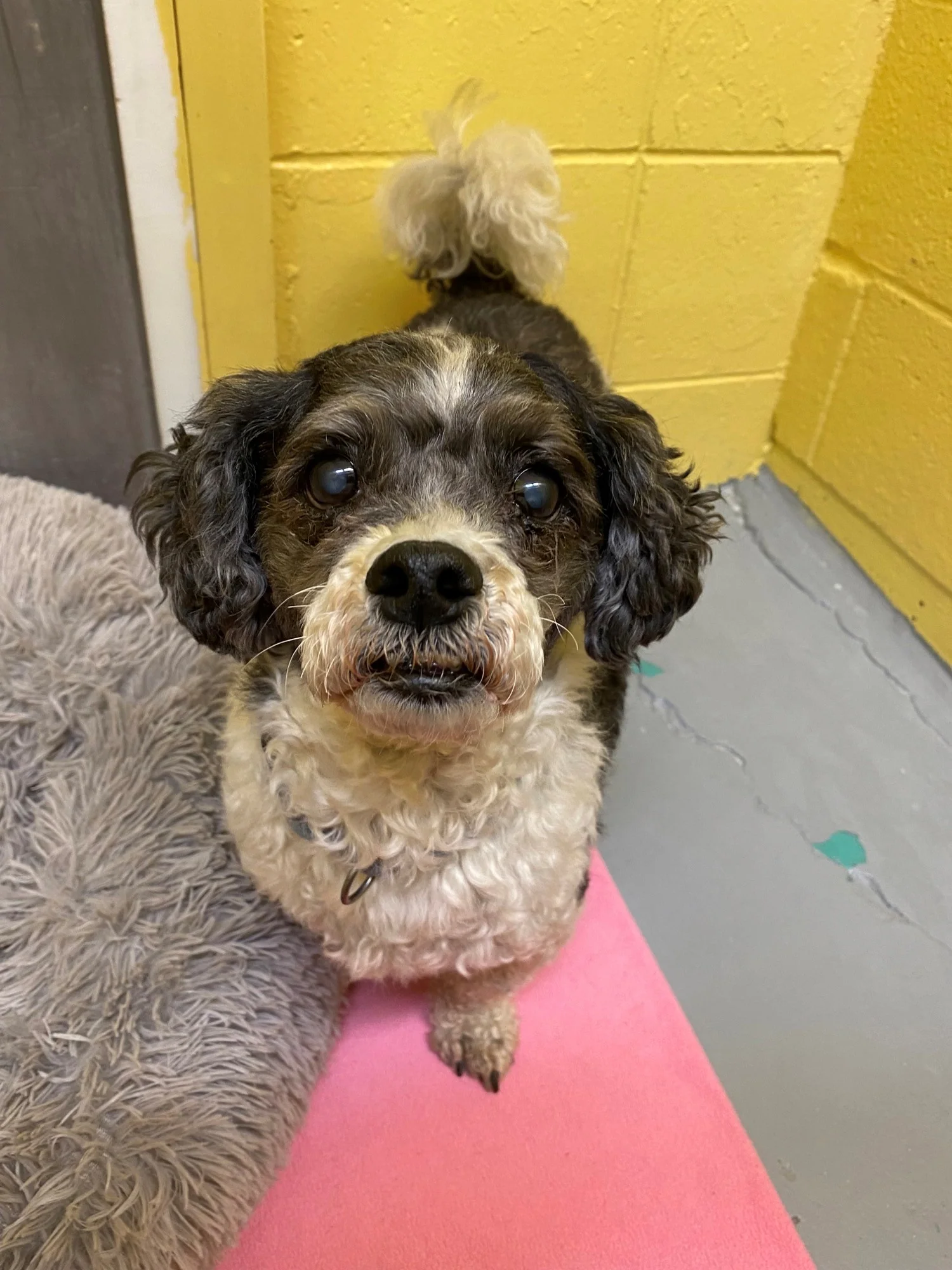 Give to Urgent Animal Needs - Image 3