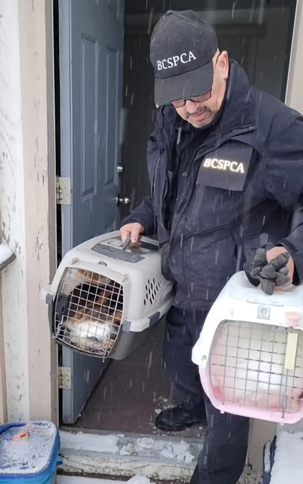 Give to Urgent Animal Needs - Image 4
