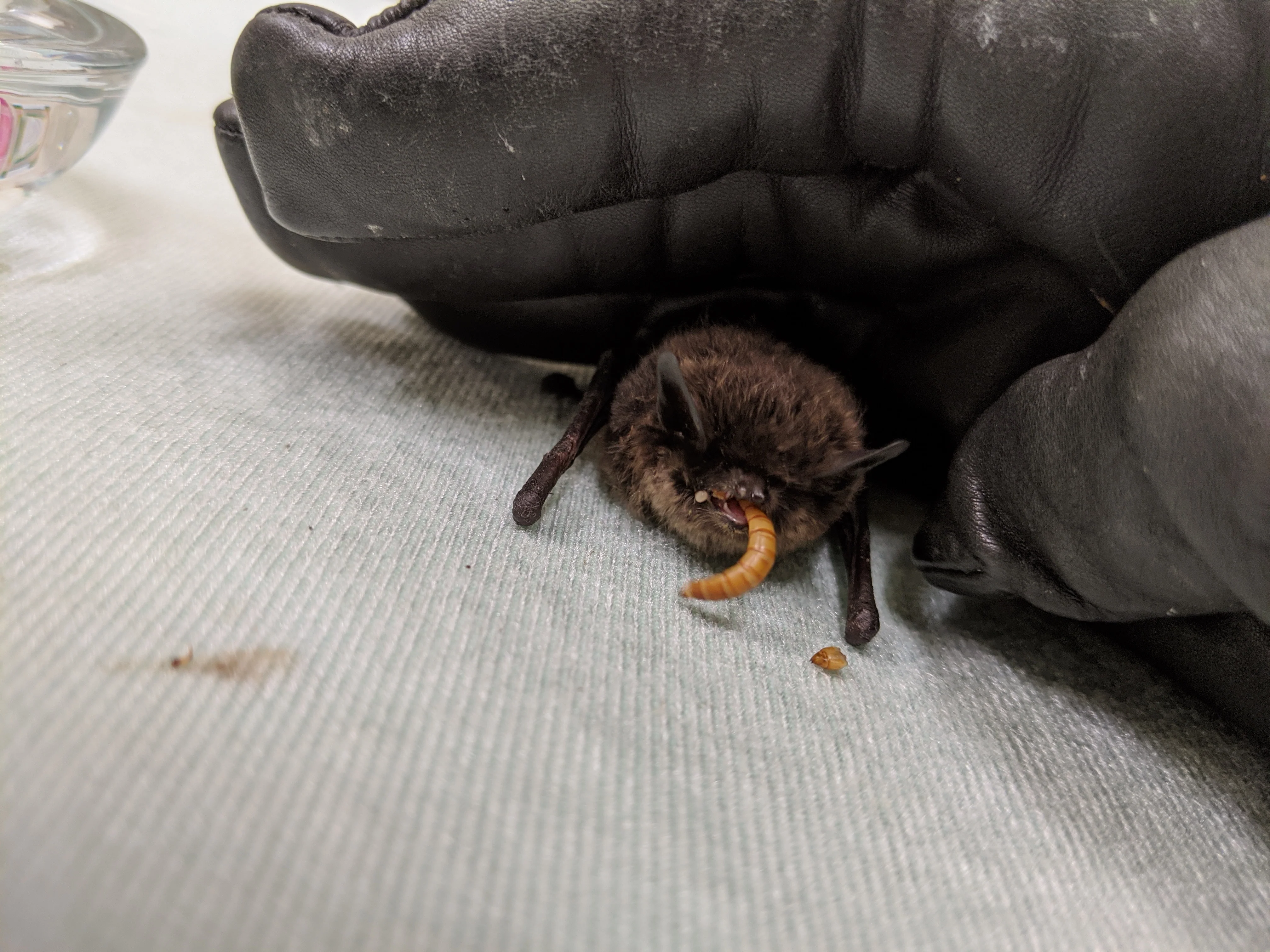 Bat Care Area - Wild ARC - Image 3