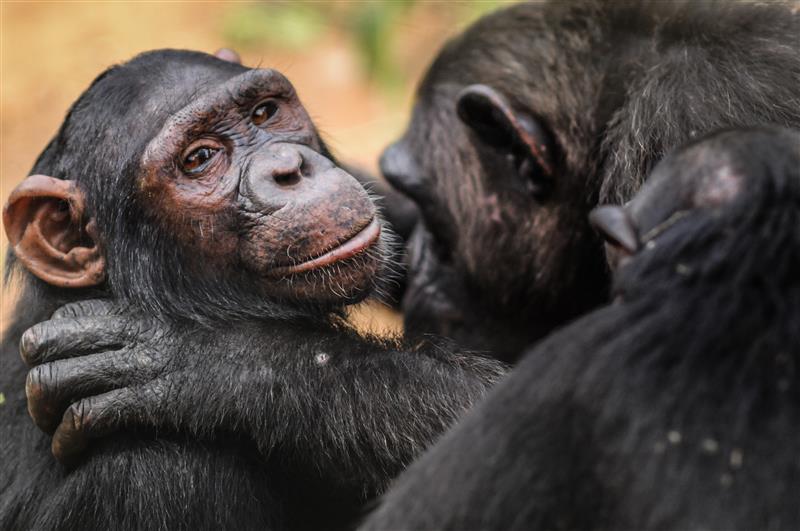 Be a voice for animals - Image 2