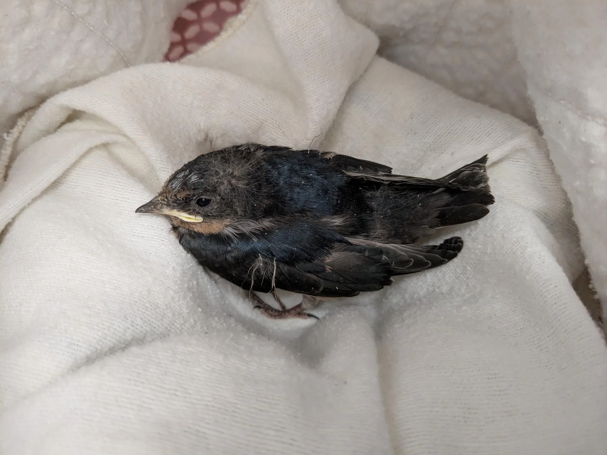 Care for wild babies