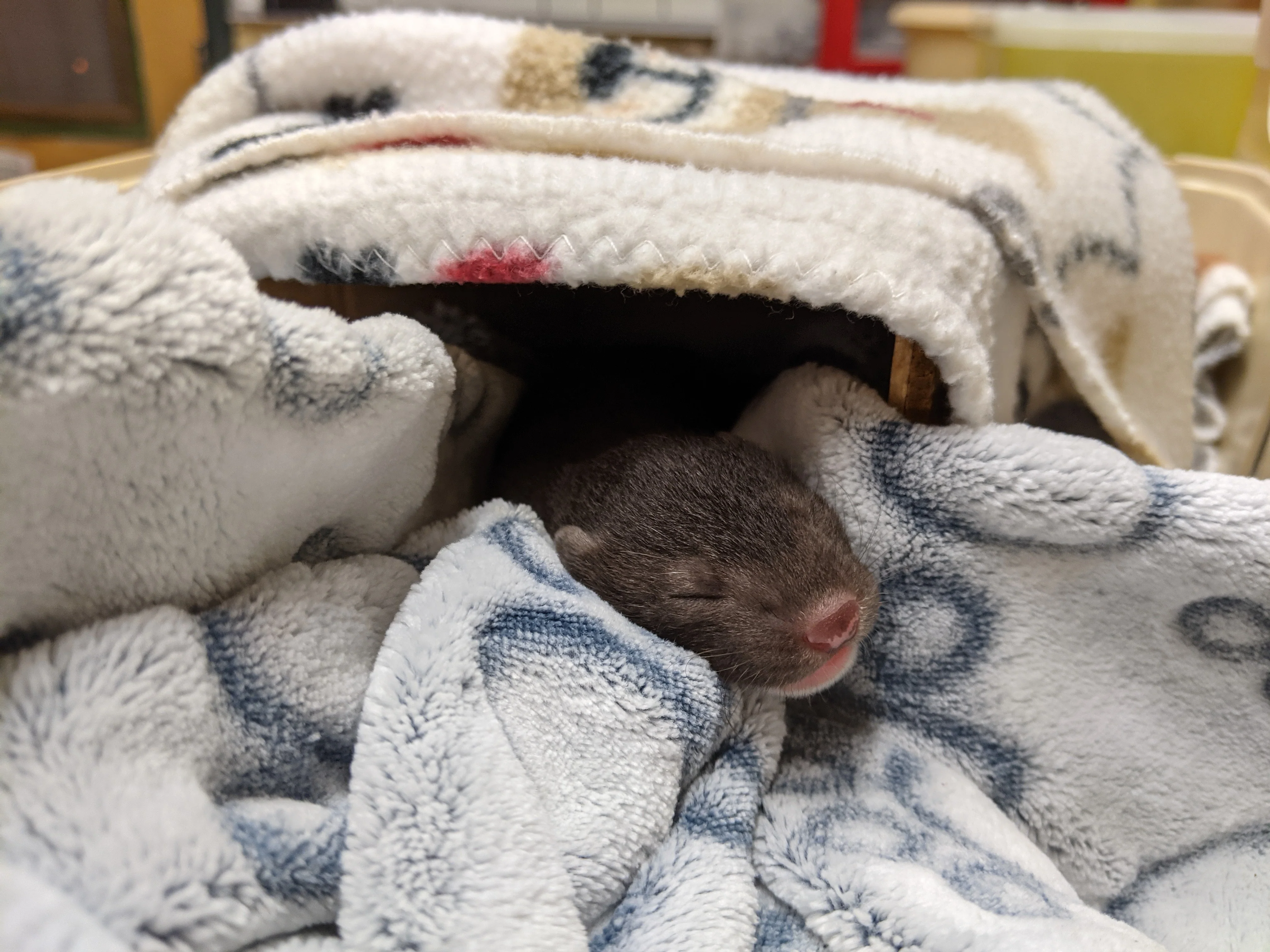 Care for wild babies - Image 10
