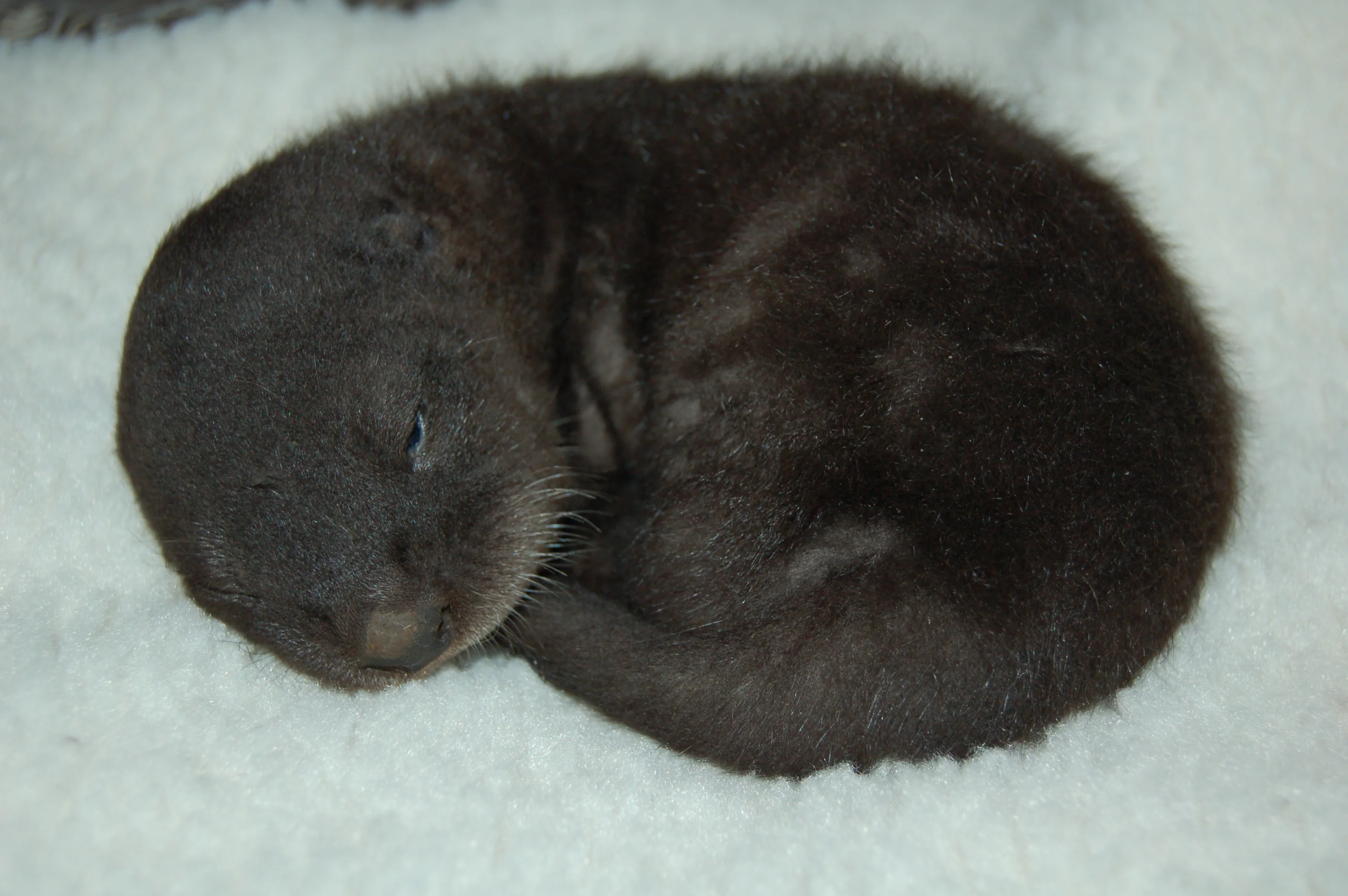 Care for wild babies - Image 2