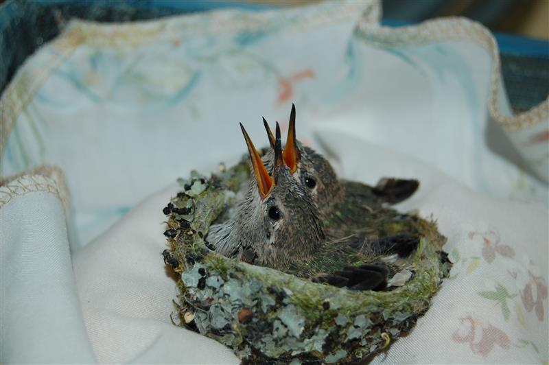 Care for wild babies - Image 3