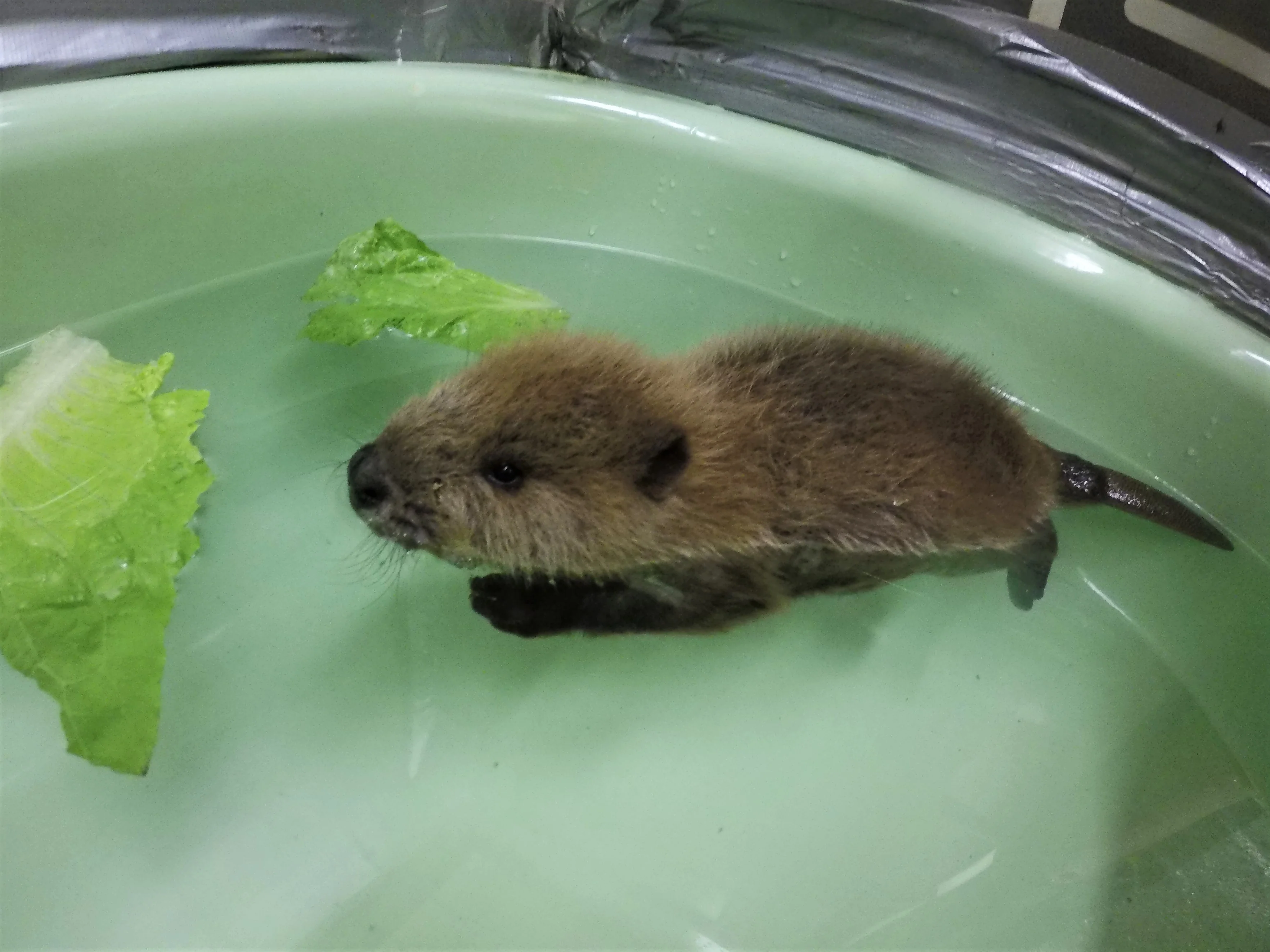 Care for wild babies - Image 4
