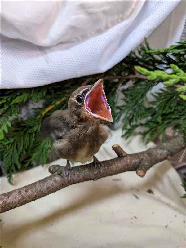 Care for wild babies - Image 5