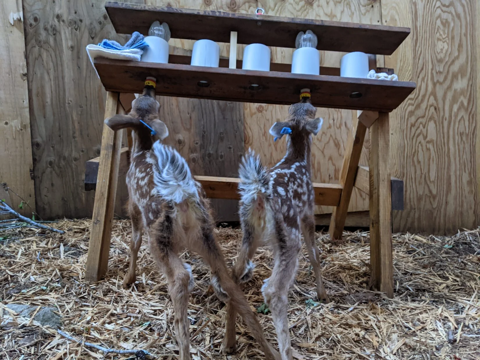 Care for wild babies - Image 6