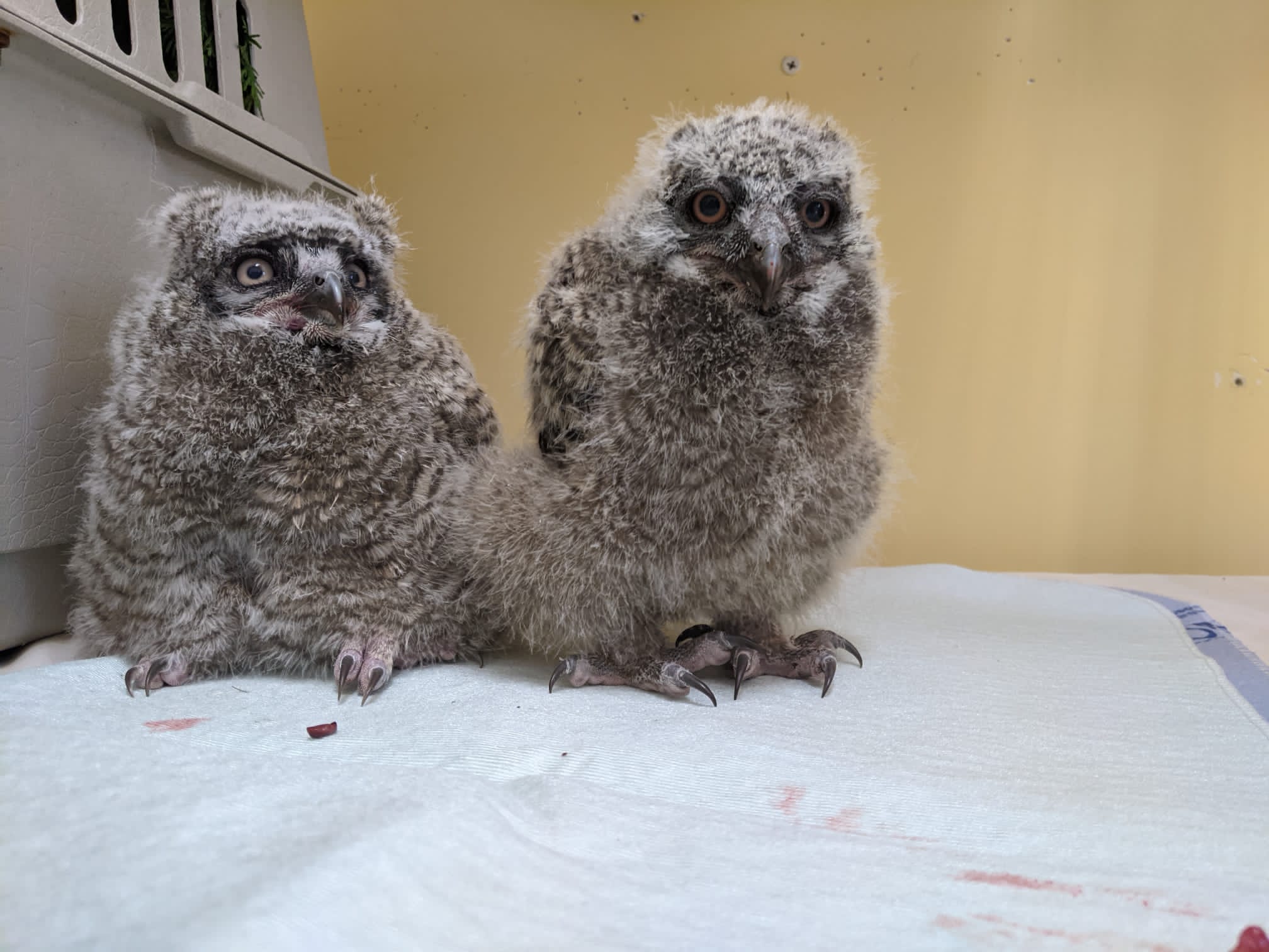 Care for wild babies - Image 7