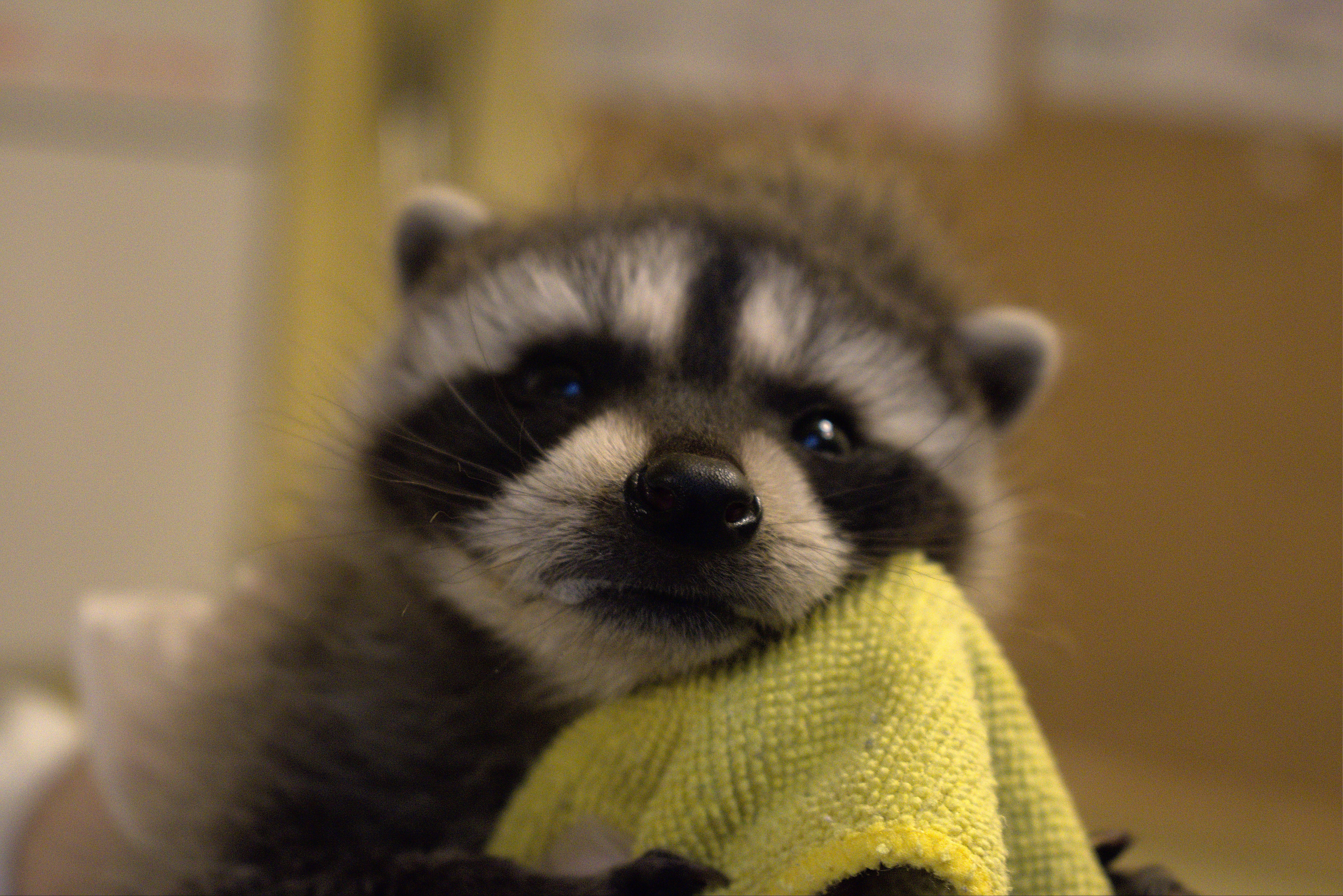 Care for wild babies - Image 8