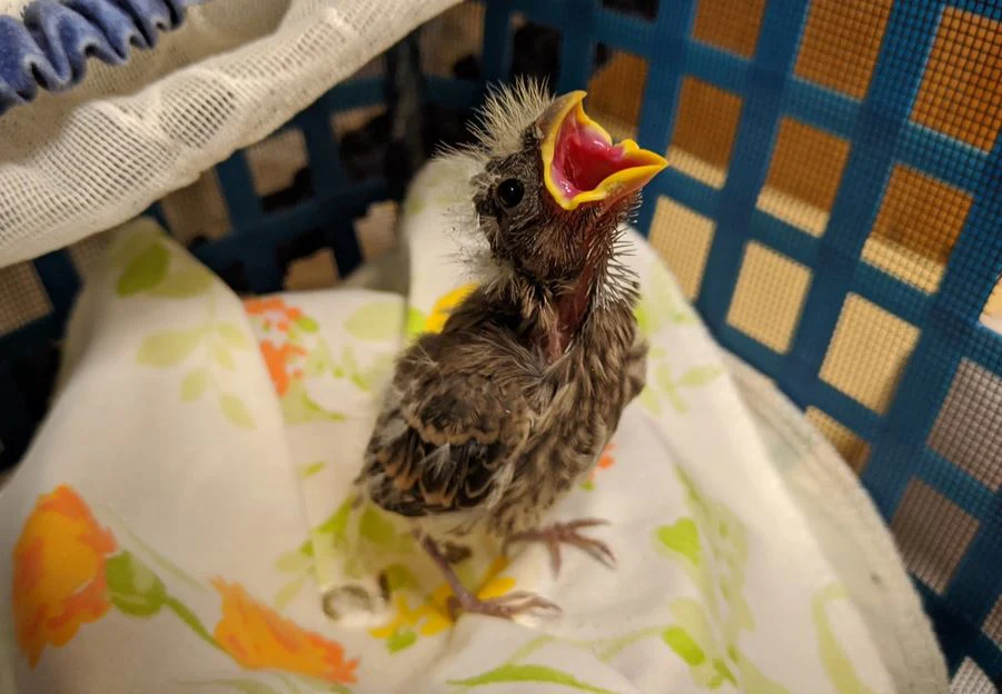 Care for wild babies - Image 9