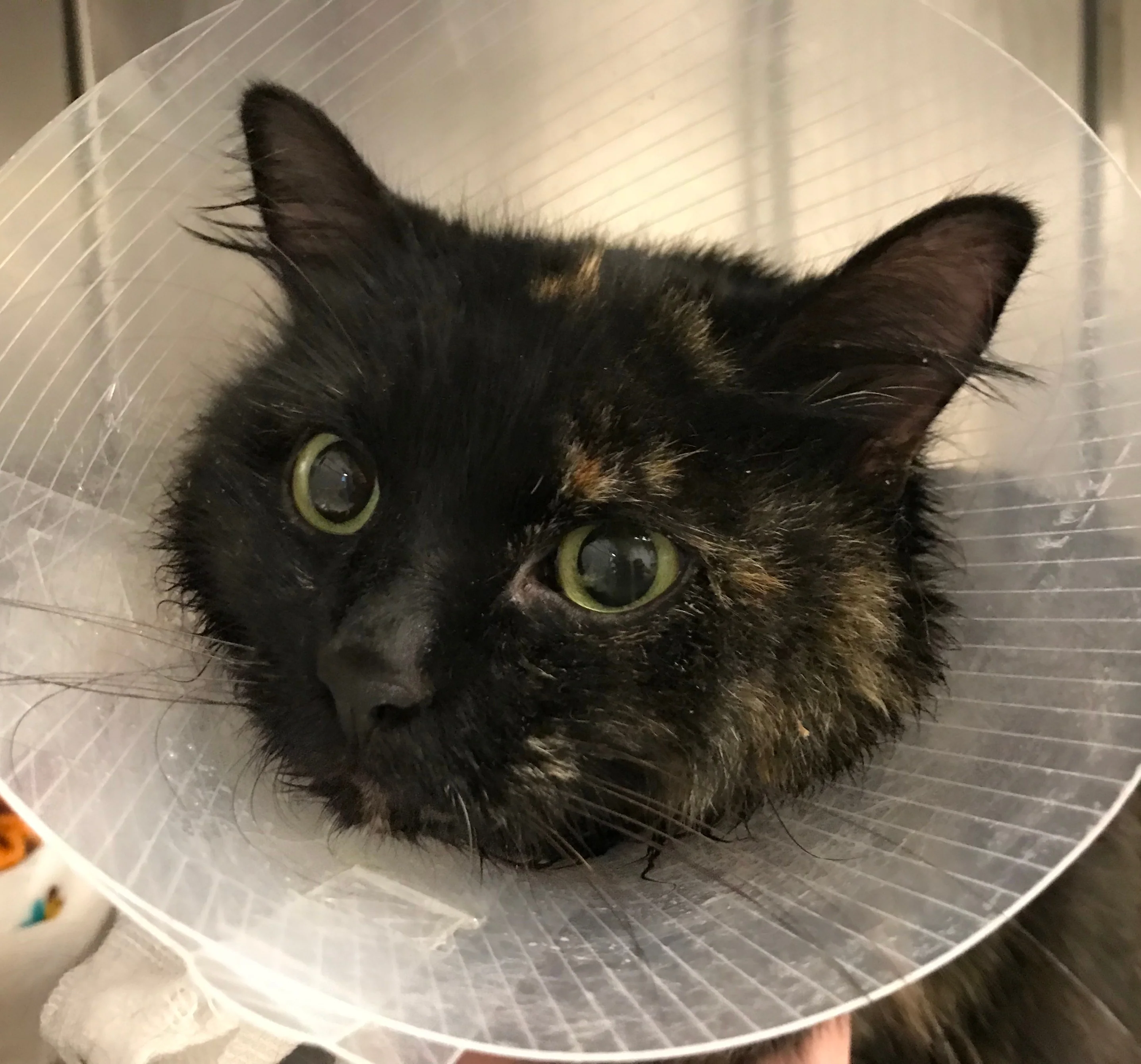 The Gift of Complete Care - Cat - Image 2