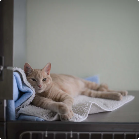 Cat Activity Space - Image 4