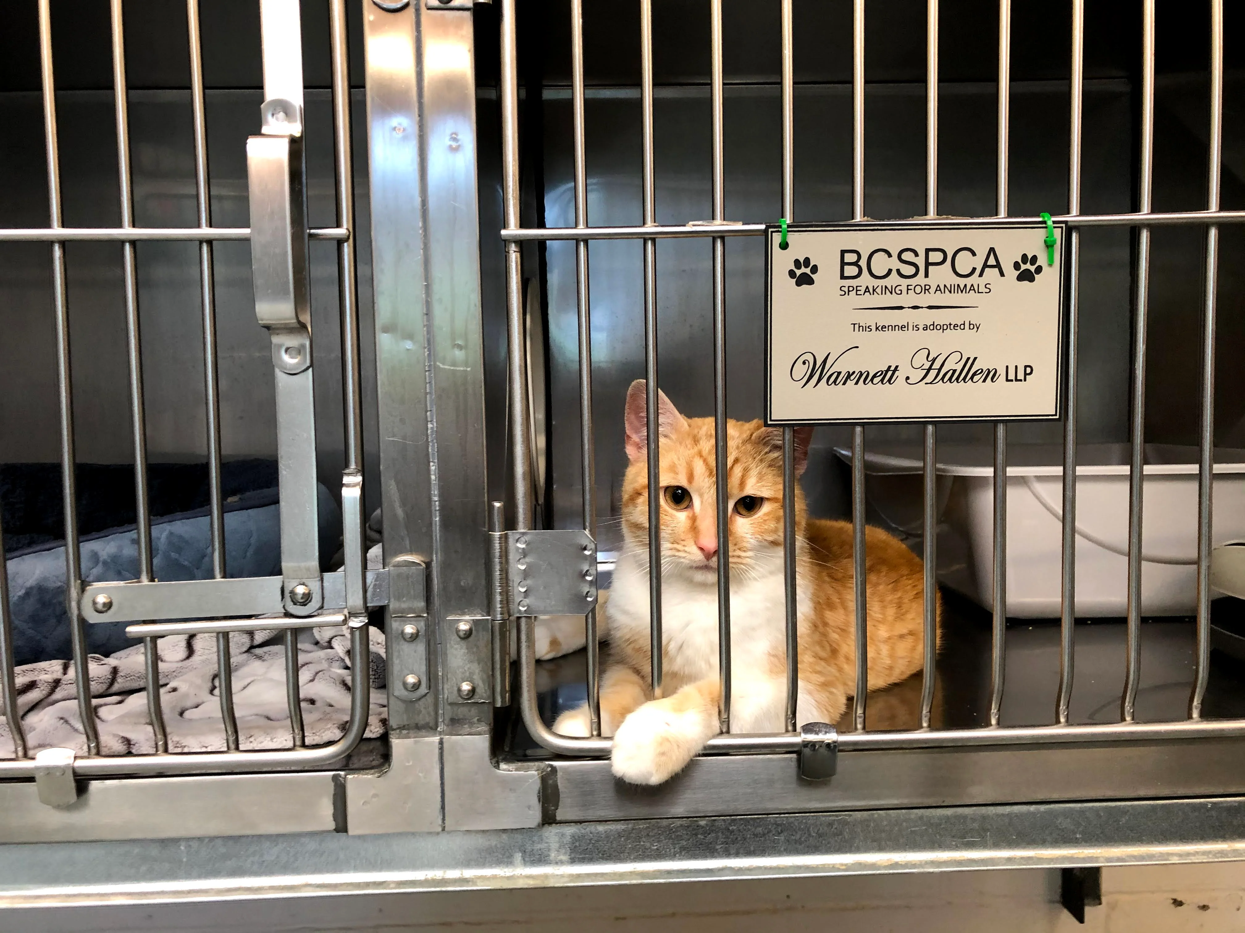 Cat Kennel - Image 4
