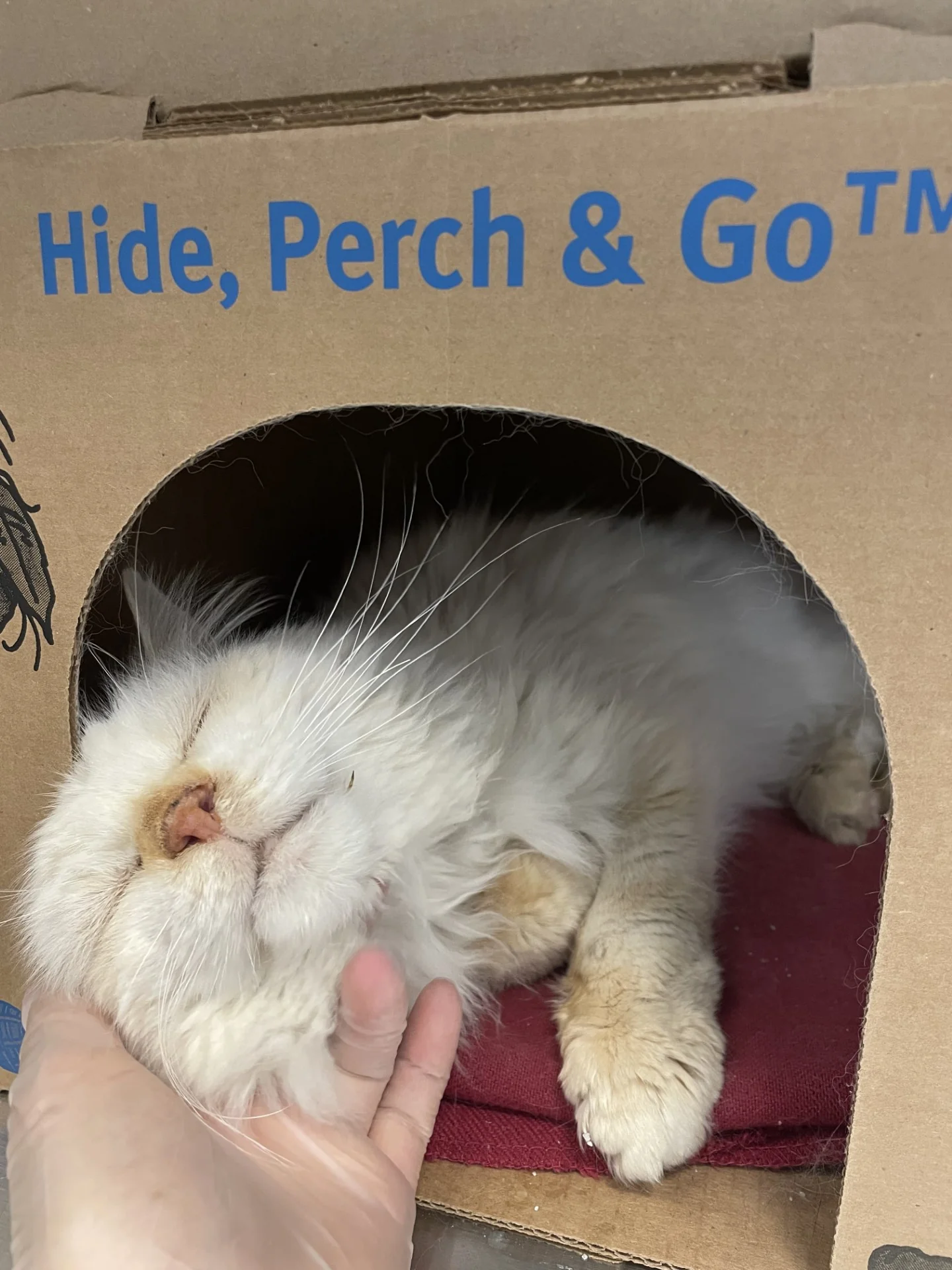 Cat Senior Care - Image 3