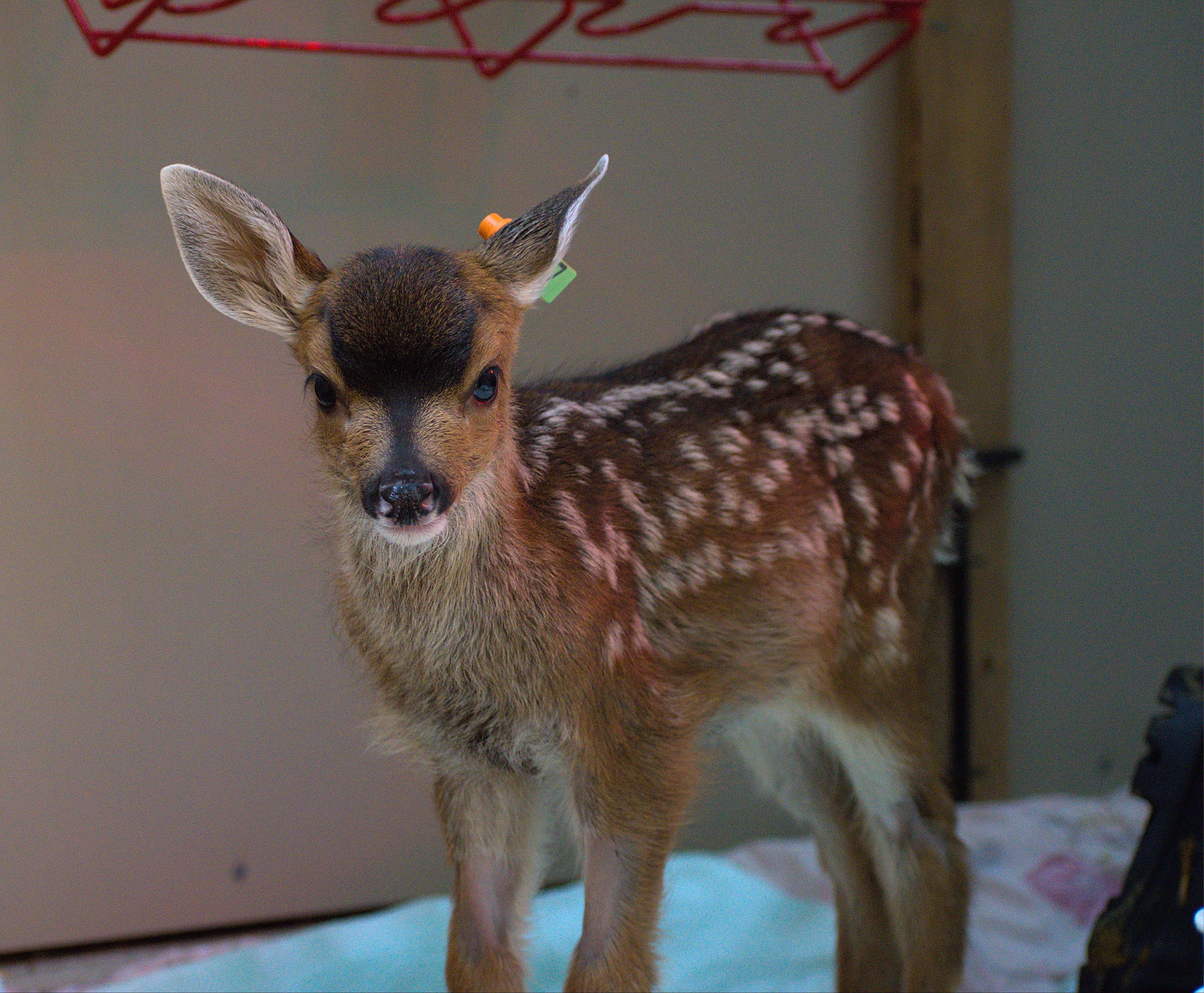 One week of care for a deer fawn - Image 2