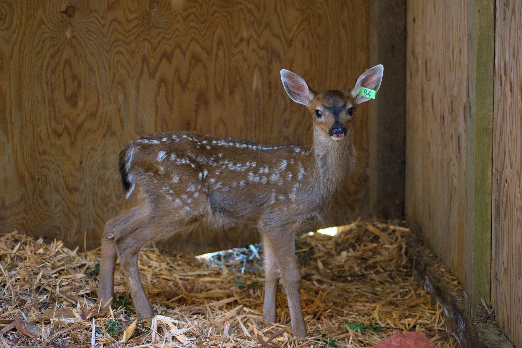 One week of care for a deer fawn - Image 3