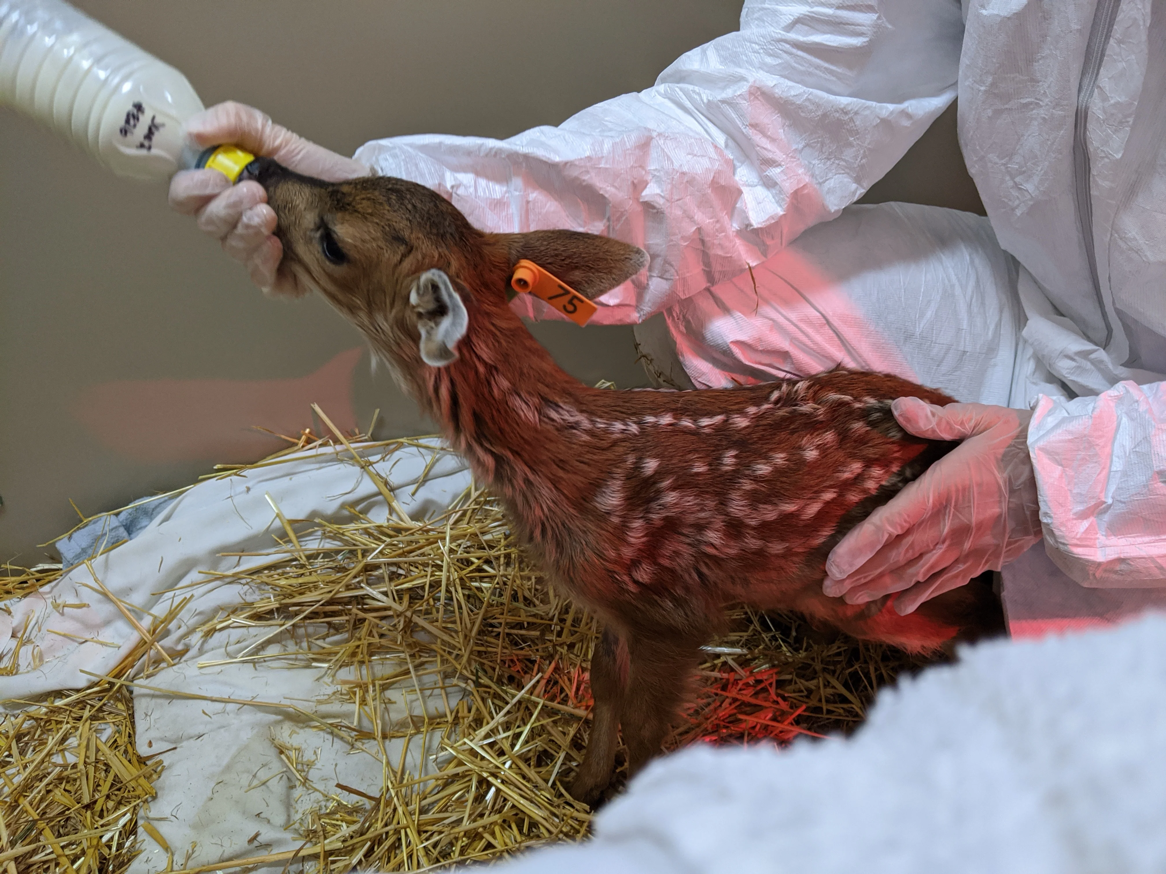 One week of care for a deer fawn - Image 4