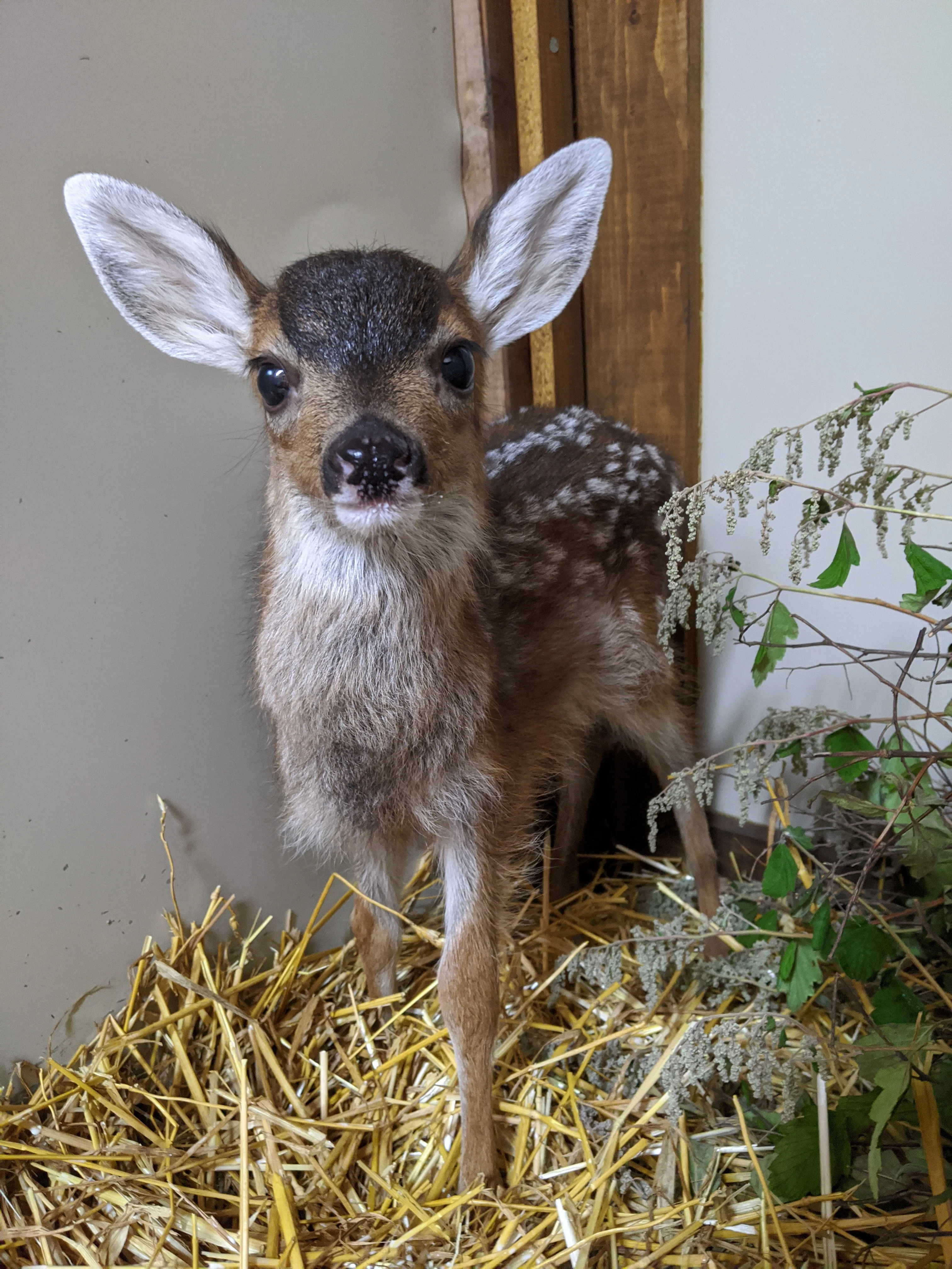 One week of care for a deer fawn - Image 5