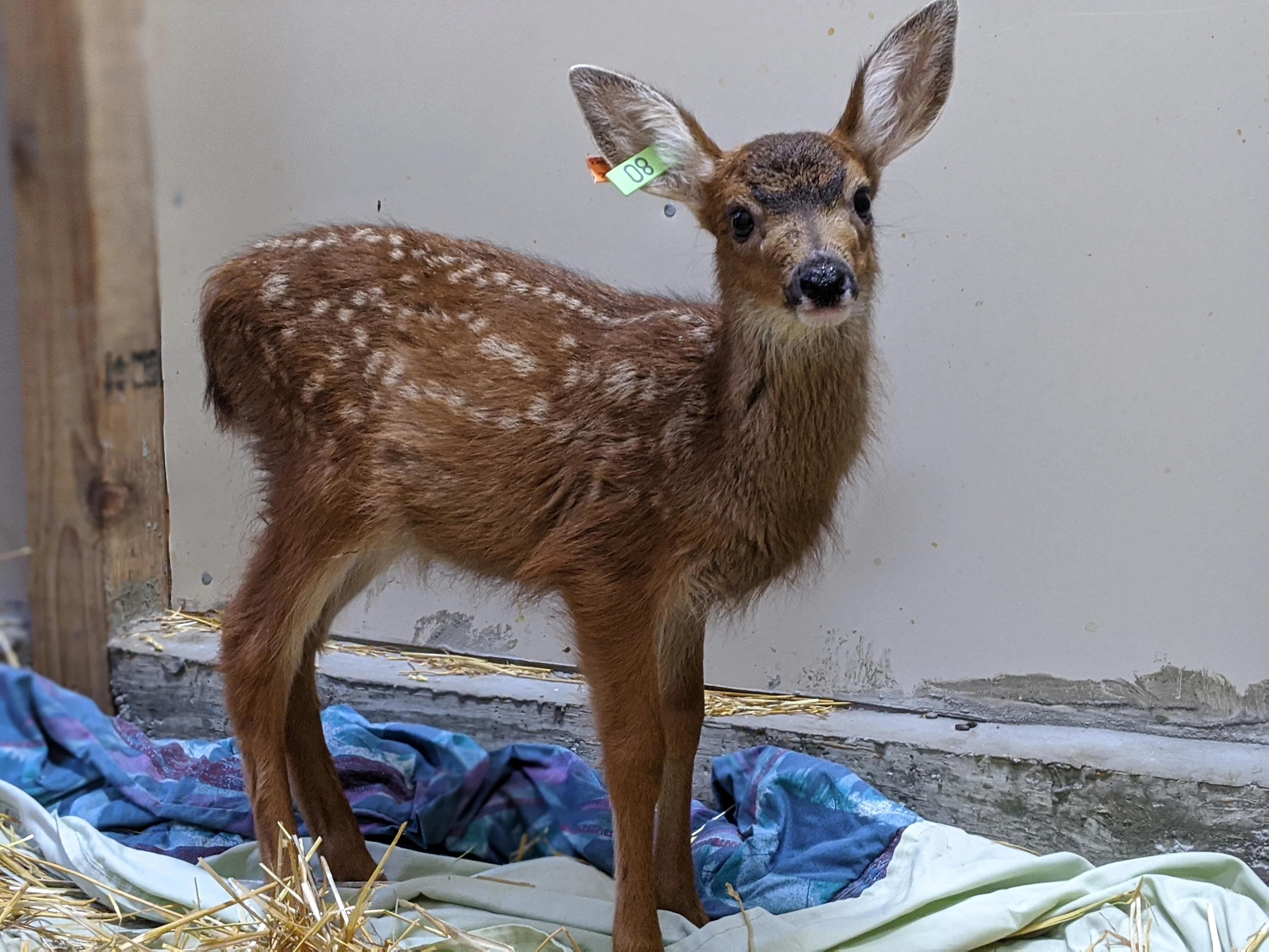 One week of care for a deer fawn - Image 6