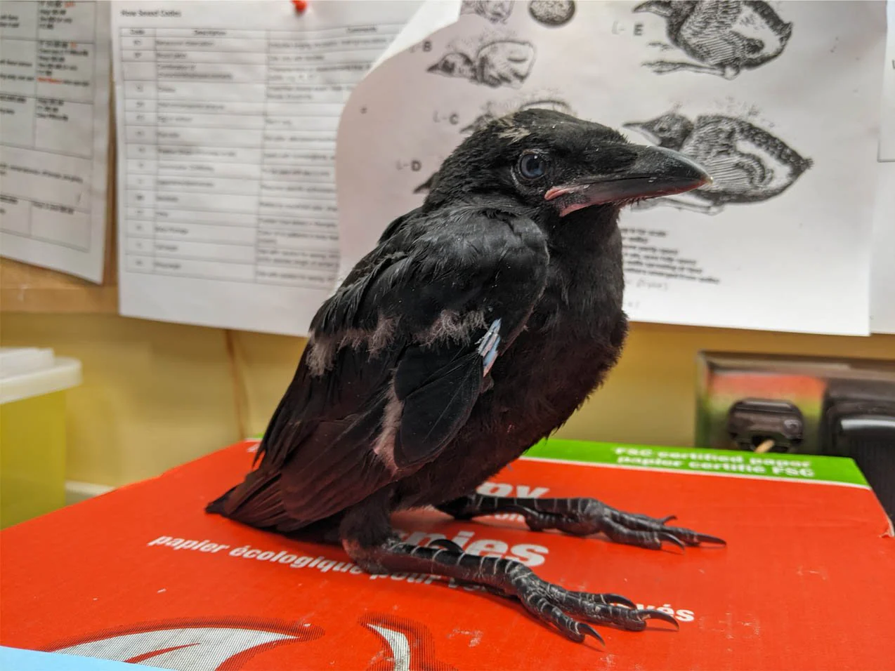 Crow nursery - Wild ARC - Image 2