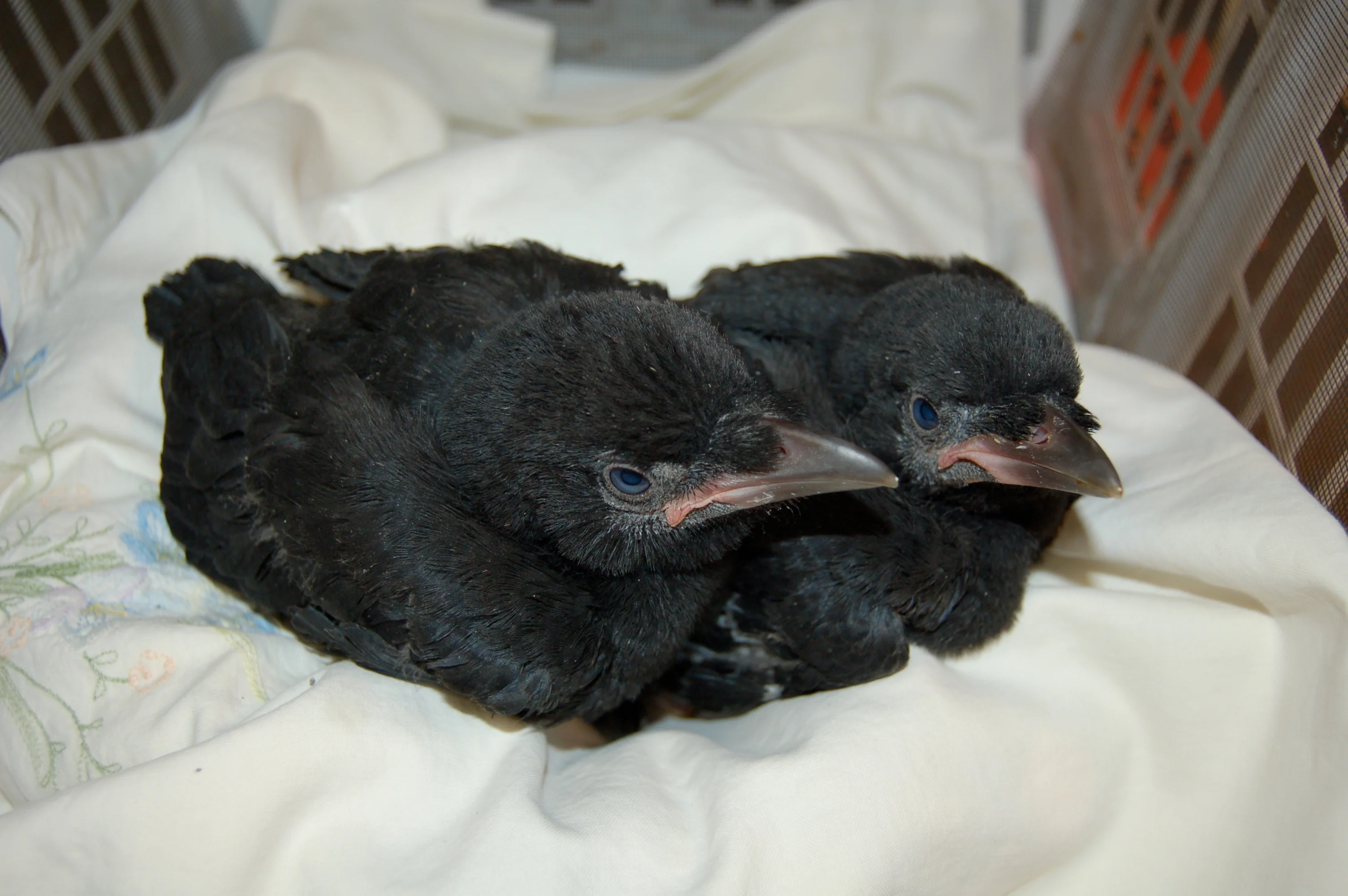 Crow nursery - Wild ARC - Image 3