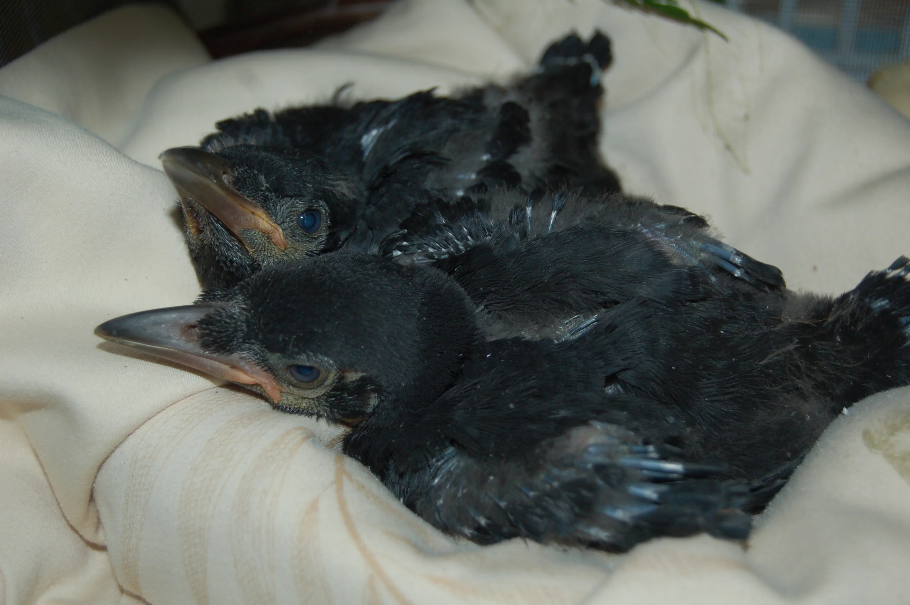 Crow nursery - Wild ARC - Image 4