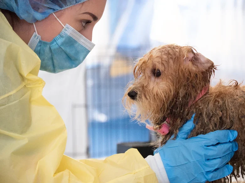 Animal Protection Rescue - Health Check - Image 3
