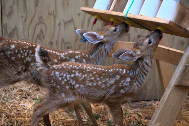 Deer Pen - Wild ARC - Image 2