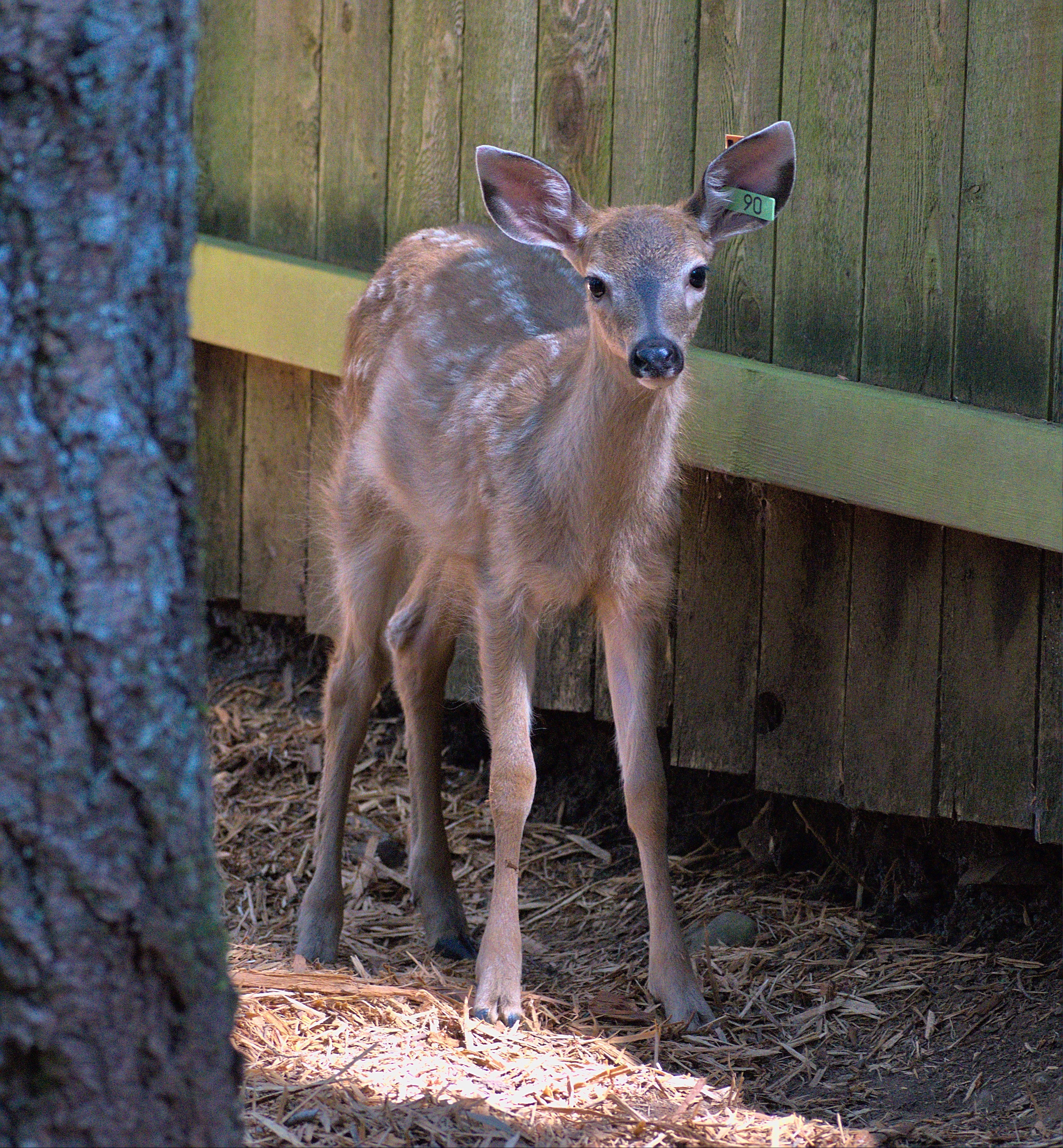 Deer Pen - Wild ARC - Image 3