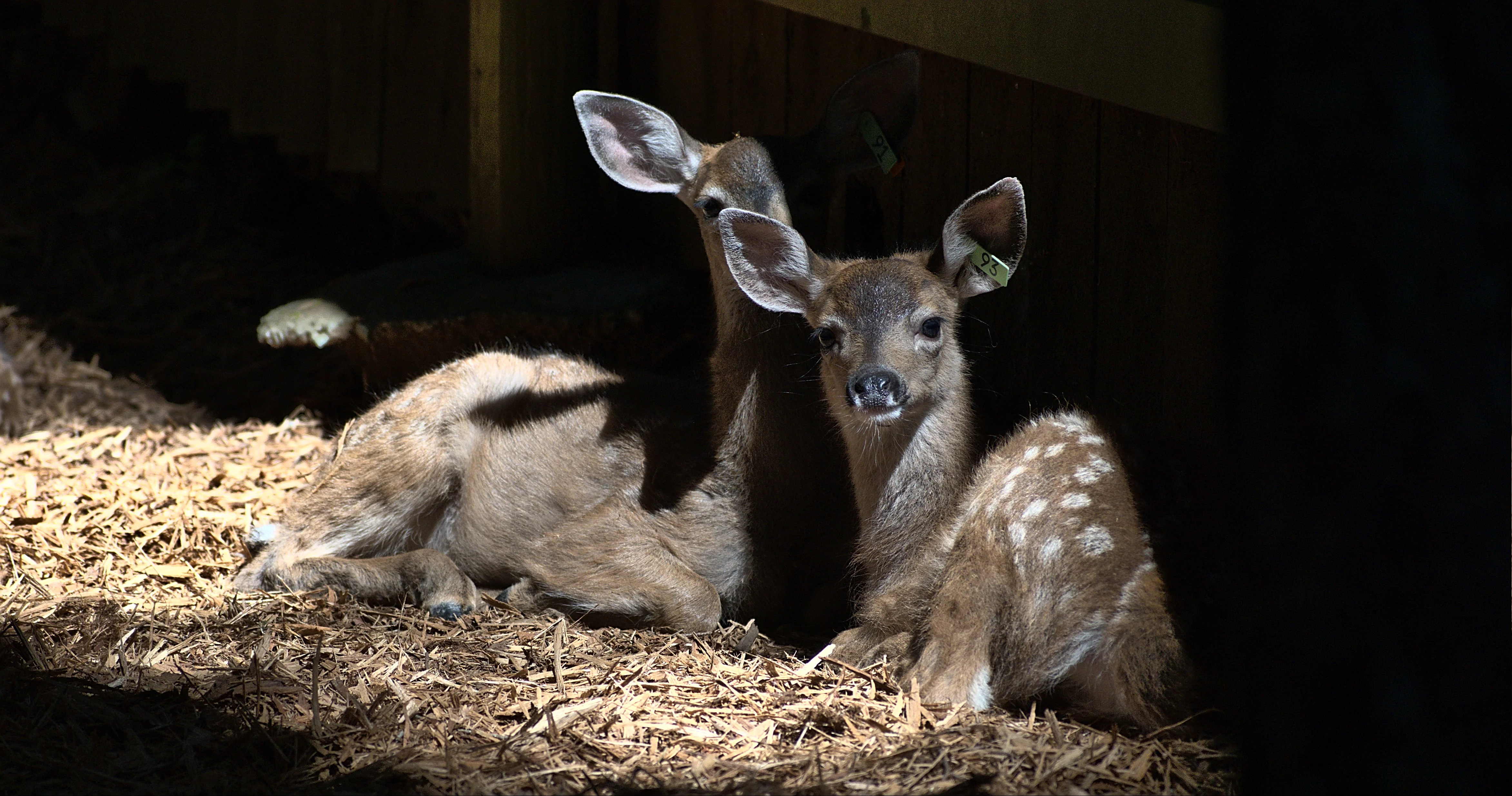 Deer Pen - Wild ARC - Image 4
