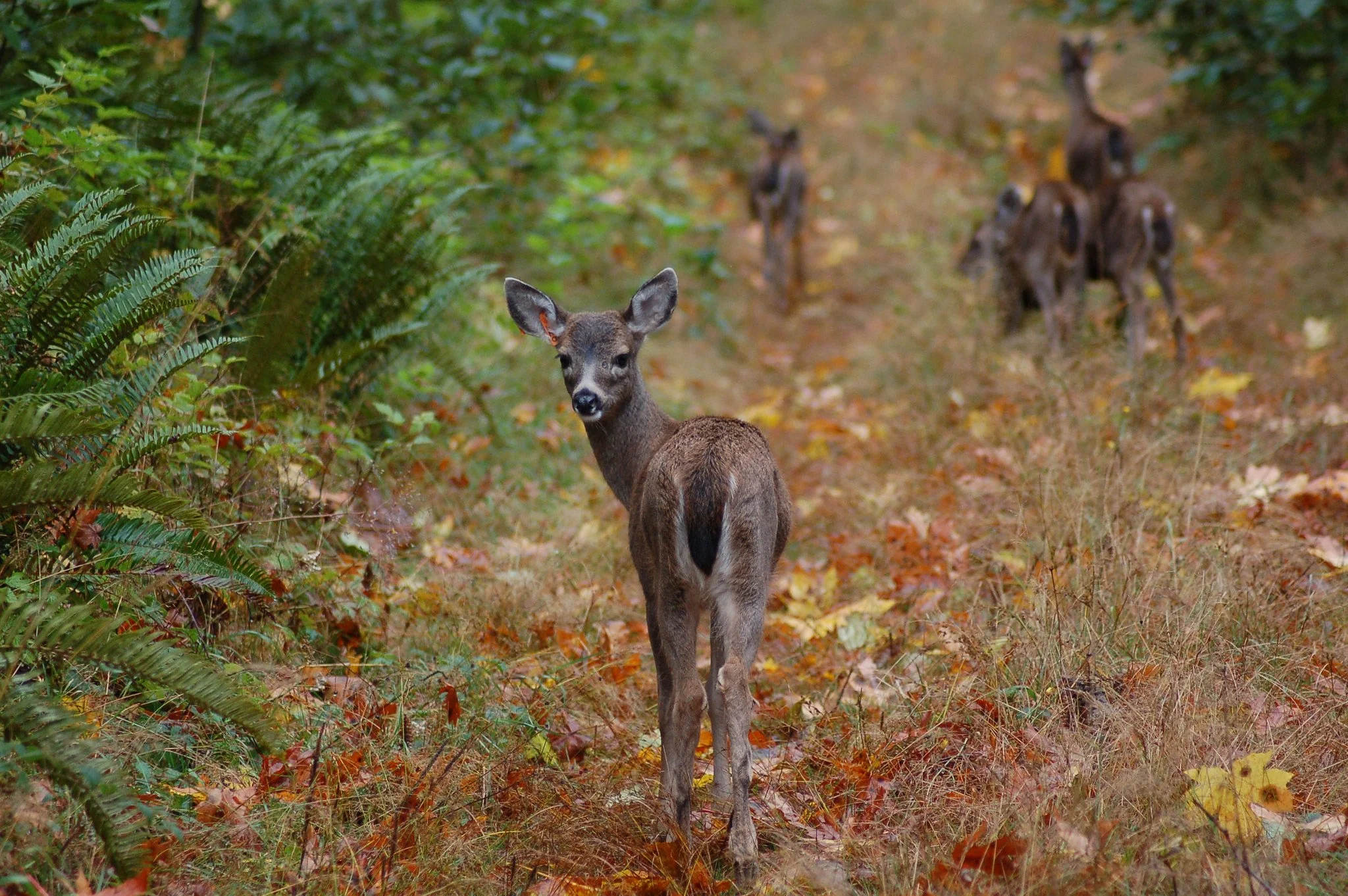 Deer Pen - Wild ARC - Image 5