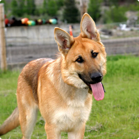 Dog Activity Space - Image 3