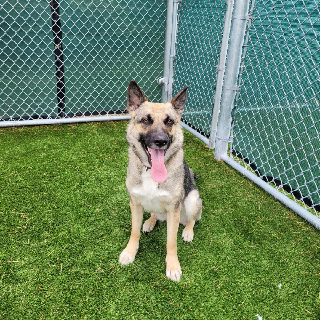 Dog Activity Space - Image 4