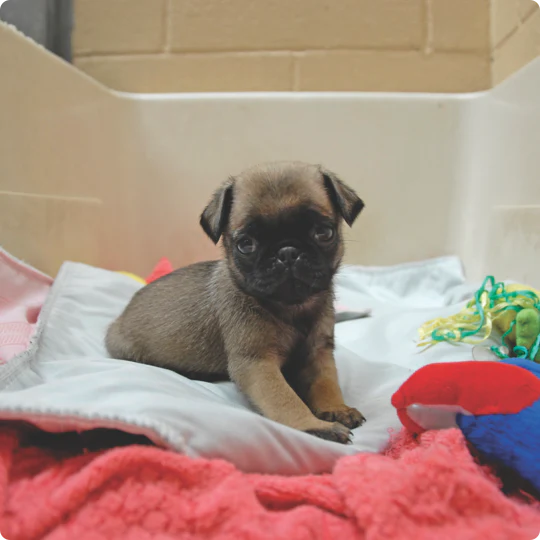 Dog Kennel - Image 7