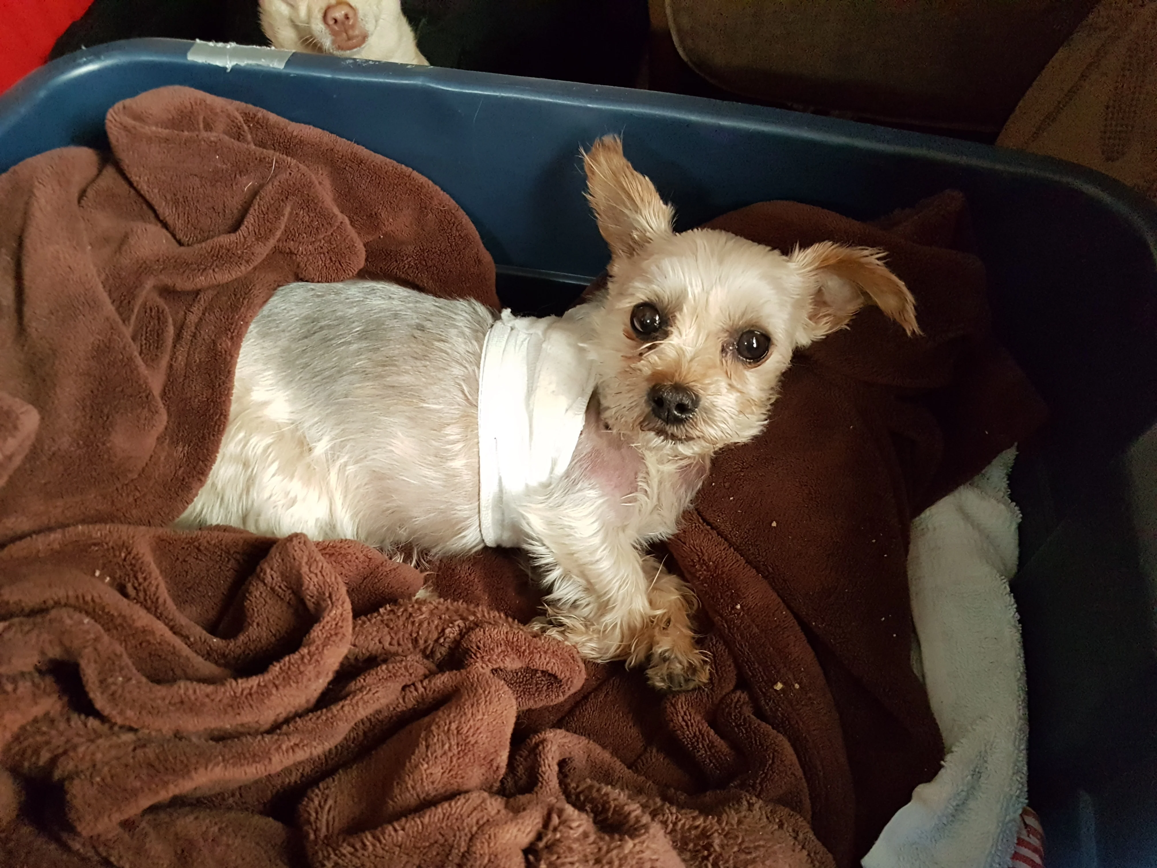 Emergency veterinary care (avg) - Image 2
