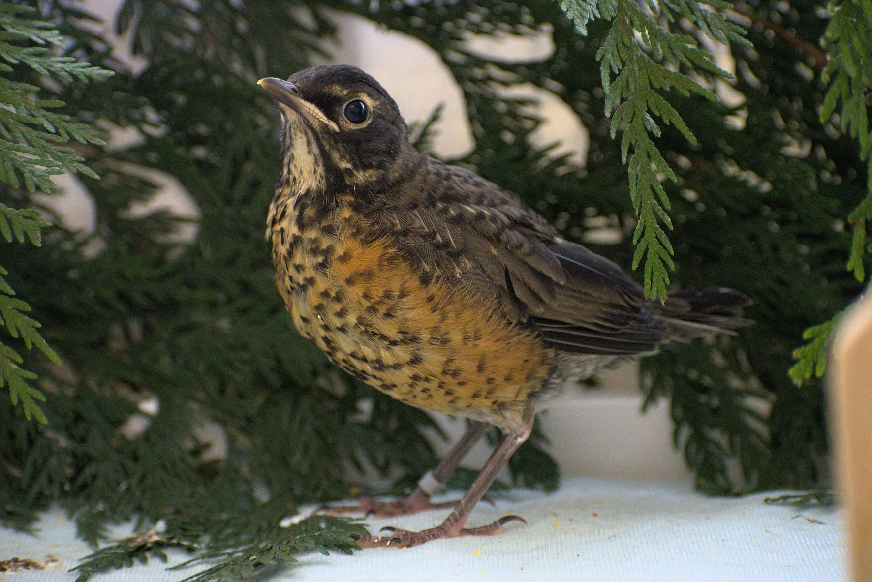 Indoor Avian Wards - Wild ARC - Image 3